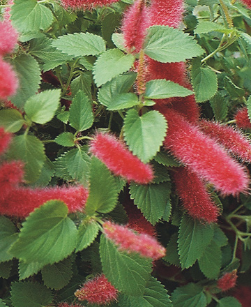 Acalypha pendula